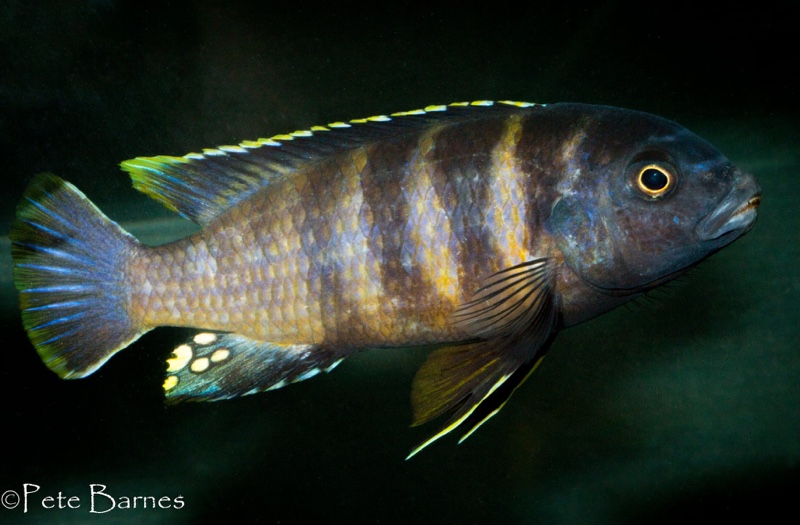 Gephyrochromis sp. 'sand' Londo